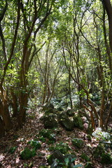 Obraz premium wild spring forest in the sunlight