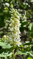 Blooming bird cherry, spring