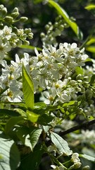 Blooming bird cherry, spring