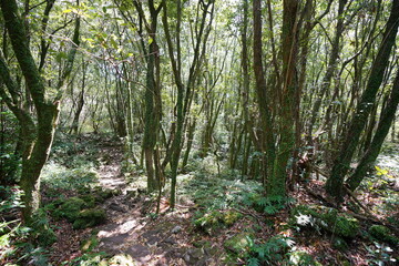 wild spring forest in the sunlight