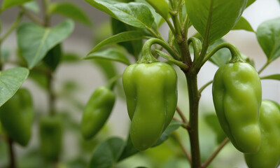 Chili Pepper (Capsicum spp.) A key element in Mexican cuisine, chili pepper plants are commonly grown in small pots
