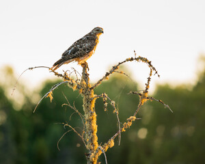 A broad-winged hawk perched on a moss covered tree at sunset.
