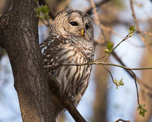 A portrait of a barred owl perched in a tree in late afternoon light.
