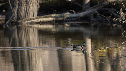 A wood duck floats along a calm pond. 