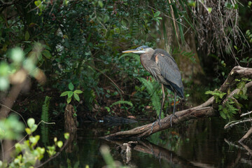 A great blue heron perched on a tree in a marsh.