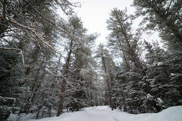 Snow covered trees create a peaceful scene in a northern boreal forest.