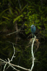 A little blue heron perched in a wetland area.