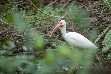 A white ibis walking through a marsh.