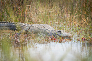 An alligator rests on the shore of a swamp.