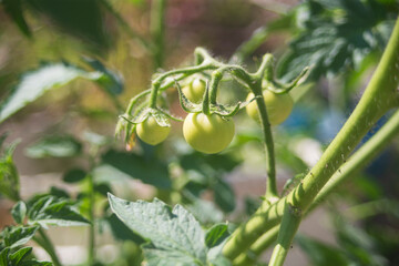 Green tomatoes growing on the vine in the garden. Selective focus.