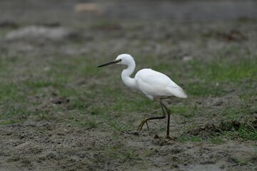 White Egret on a muddy terrain