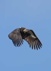 Majestic vulture soaring in clear sky