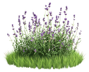 Fototapeta premium PNG Lavender flowers grass blossoms.