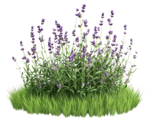 PNG Lavender flowers grass blossoms.