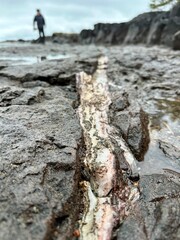 Mineral vein in rock