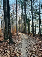  Forest pathway © Arye S.C.