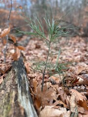 Sapling