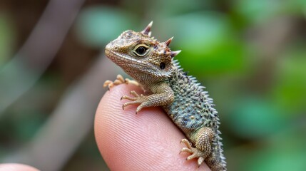 Fototapeta premium 102.A vivid close-up of a horned lizard resting comfortably on the tip of a finger, its spiked texture and subtle color gradients accentuated against a blurred natural backdrop of muted greens and