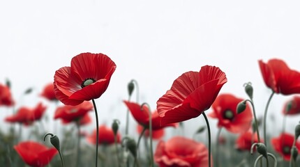 Obraz premium poppy flowers in the field