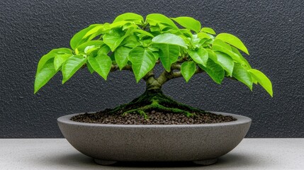 Lush bonsai tree in grey pot, dark background. Zen garden decor