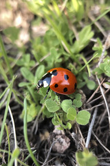 Obraz premium Ladybug crawling on grass