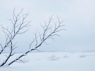 Frosty tree branches stretched like skeletal fingers across a snow-covered landscape, silhouetted against the pale blue of a winter sky., whiteout conditions, frosty atmosphere