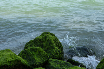 Waves gently crash against algae-covered rocks by the shoreline, showcasing the serene and natural beauty of coastal landscapes in a tranquil setting.