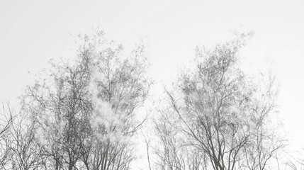 Monochrome trees swaying in wind against a light sky.