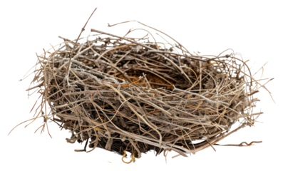 PNG Bird nest nature construction astronomy.