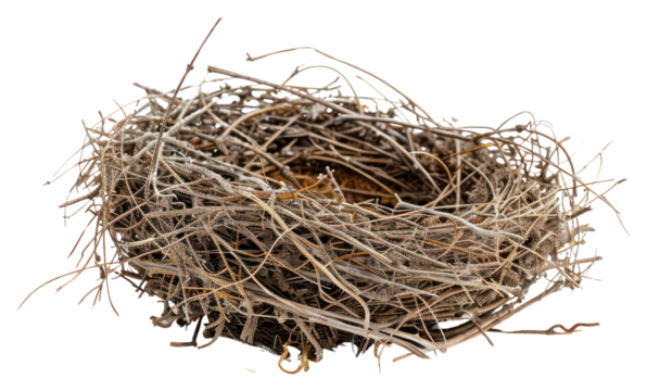 PNG Bird nest nature construction astronomy.