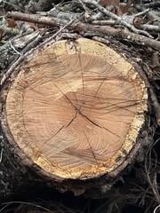 Close-up top view of a freshly cut tree trunk
