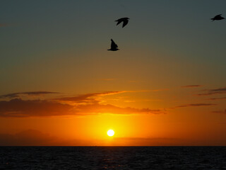 beautiful sunrise over the horizon with birds flying through the sky, located in Tamarama beach, Sydney, Australia