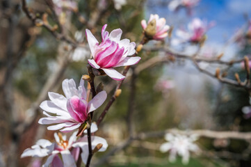 Magnolia flowers with pink petals blooming in spring garden,