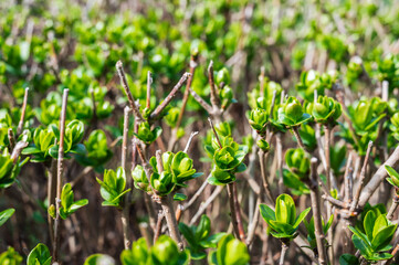 Spring Sprouts of a privet Bush in natural light close-up