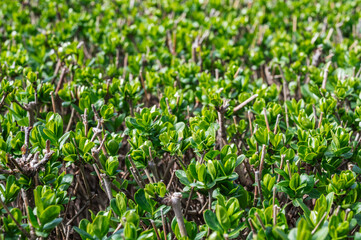 Privet Bush sprouts in natural light close-up
