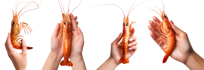 Four hands holding fresh shrimp, showcasing seafood for culinary purposes.