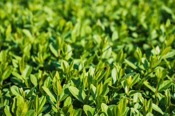 Close-up of a garden fence, green leaves of wild privet on the background of a natural park.