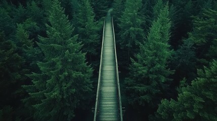 Aerial view of a long wooden bridge in a dense evergreen forest.