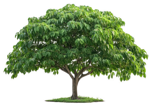 PNG Real Catalpa bignonioides tree isolated environmental vegetation.