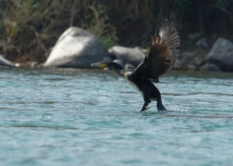 Cormorant flying
