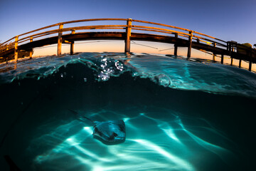 Over-under shot of a stingray gliding over the sandy seabed beneath clear turquoise waters at Lady Elliot Island, Australia.