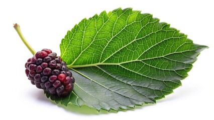 Close-up Mulberry Leaf, Long Exposure, Isolated White Background Stock Photo