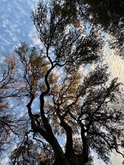 Skyward silhouette of a large Texas Live Oak tree  branches against the late afternoon sky blue sky with white clouds