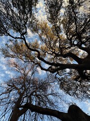 Sunlight filters through the sprawling tree limbs of a native Texas Live Oak tree creating a silhouette against a bright blue sky with small clouds