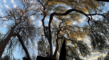 Wide view of a massive Texas Live Oak Tree, with sprawling, gnarled branches reaching across a vibrant blue sky creating a stunning tree canopy silhouette