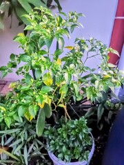 vegetables in a garden