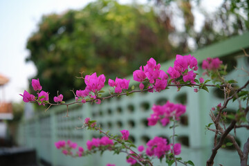 Close up of pink bougainvillea with a green fence in the background.