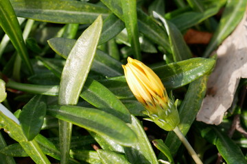 道端に咲く黄色い小さな花