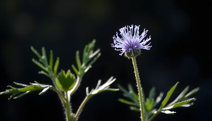 blue burdock, Backlit. isolated with white shades