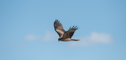 空を飛ぶカッコいいトビ